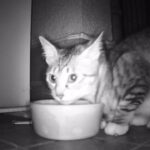 ボードゲームで学ぶ脱走猫対策